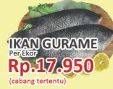 Promo Harga Ikan Gurame  - Yogya