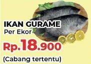 Promo Harga Ikan Gurame  - Yogya