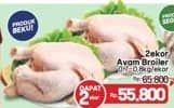 Ayam Broiler