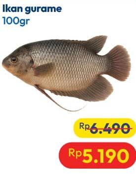 Promo Harga Ikan Gurame per 100 gr - Hypermart