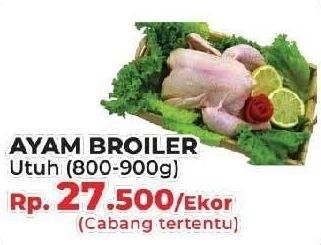 Promo Harga Ayam Broiler Utuh  - Yogya