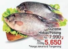 Promo Harga Ikan Gurame Hidup per 100 gr - LotteMart