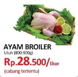 Promo Harga Ayam Broiler  - Yogya