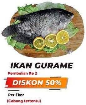 Promo Harga Ikan Gurame  - Yogya