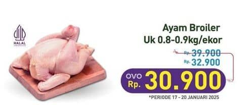 Ayam Broiler