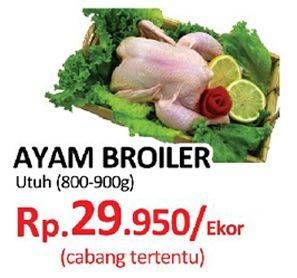 Promo Harga Ayam Broiler  - Yogya