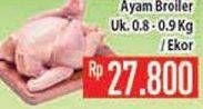 Promo Harga Ayam Broiler  - Hypermart