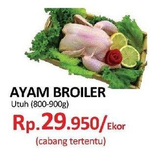 Promo Harga Ayam Broiler  - Yogya