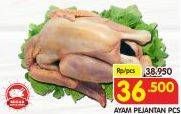 Promo Harga Ayam Pejantan  - Superindo