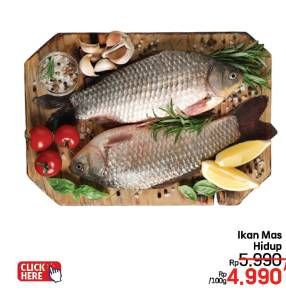 Promo Harga Ikan Mas Hidup per 100 gr - LotteMart