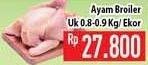 Promo Harga Ayam Broiler  - Hypermart