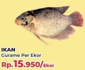 Promo Harga Ikan Gurame  - Yogya