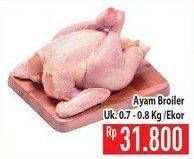 Promo Harga Ayam Broiler  - Hypermart