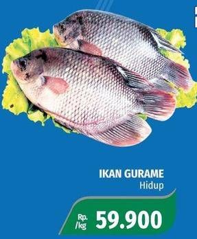 Promo Harga Ikan Gurame Hidup  - Lotte Grosir