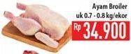 Promo Harga Ayam Broiler  - Hypermart