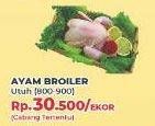 Promo Harga Ayam Broiler  - Yogya