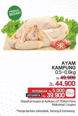 Promo Harga Ayam Kampung 500 gr - Lotte Grosir