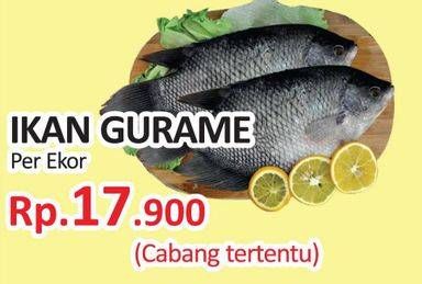 Promo Harga Ikan Gurame  - Yogya