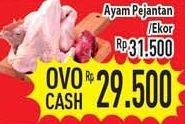 Promo Harga Ayam Pejantan  - Hypermart