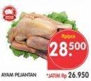 Promo Harga Ayam Pejantan  - Superindo