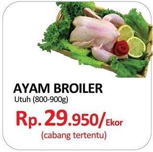 Promo Harga Ayam Broiler  - Yogya