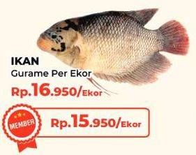 Promo Harga Ikan Gurame  - Yogya