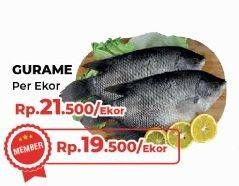 Promo Harga Ikan Gurame  - Yogya