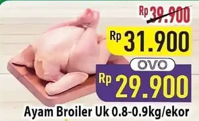 Ayam Broiler