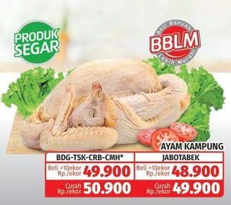 Promo Harga Ayam Kampung  - Lotte Grosir