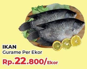 Promo Harga Ikan Gurame  - Yogya