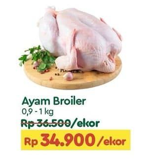 Ayam Broiler