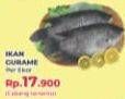 Promo Harga Ikan Gurame  - Yogya