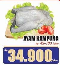 Promo Harga Ayam Kampung 700 gr - Hari Hari