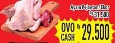 Promo Harga Ayam Pejantan  - Hypermart