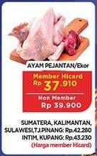 Promo Harga Ayam Pejantan 500 gr - Hypermart