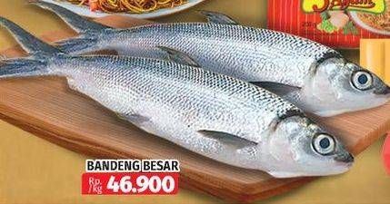 Promo Harga Ikan Bandeng Besar  - Lotte Grosir