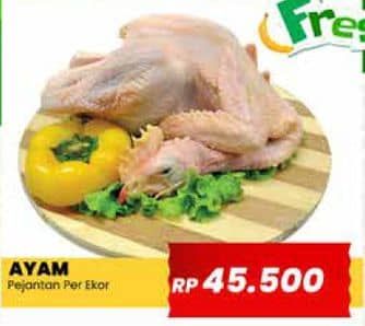 Promo Harga Ayam Pejantan 500 gr - Yogya