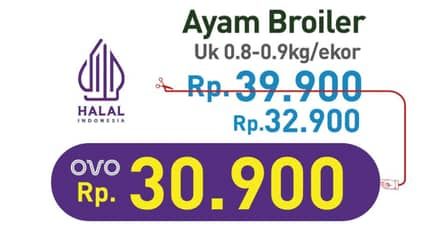 Ayam Broiler