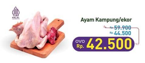 Promo Harga Ayam Kampung 500 gr - Hypermart