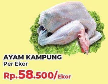 Promo Harga Ayam Kampung 600 gr - Yogya