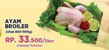 Promo Harga Ayam Broiler  - Yogya