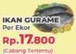 Promo Harga Ikan Gurame  - Yogya