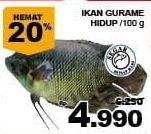 Promo Harga Ikan Gurame Hidup per 100 gr - Giant