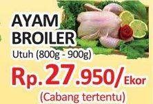 Promo Harga Ayam Broiler  - Yogya