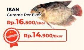 Promo Harga Ikan Gurame  - Yogya