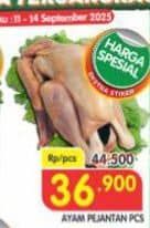 Ayam Pejantan