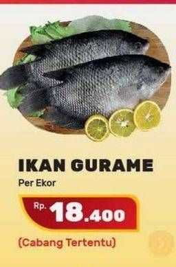 Promo Harga Ikan Gurame  - Yogya