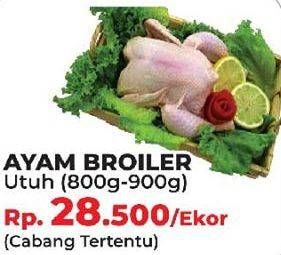 Promo Harga Ayam Broiler  - Yogya