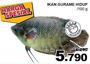 Promo Harga Ikan Gurame Hidup per 100 gr - Giant