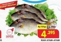 Promo Harga Ikan Ayam-Ayam per 100 gr - Superindo